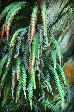 Ferns, Peru