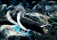 Blue Footed Booby Pair, Galapagos