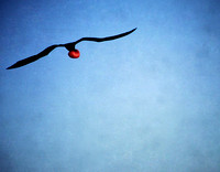 Frigit Bird in Flight, Galapagos