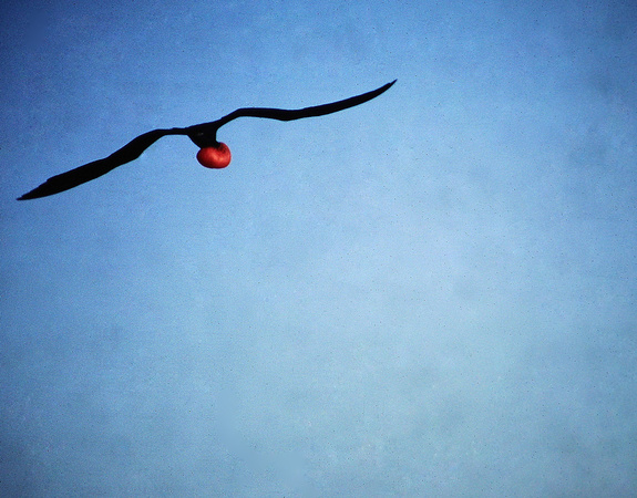 Frigit Bird in Flight, Galapagos