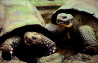 Tortoises, Galapagos
