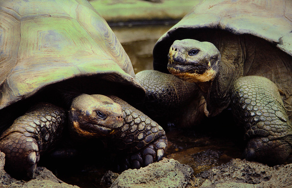 Tortoises, Galapagos
