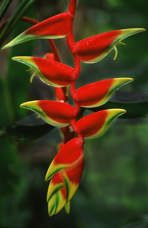 Peru Jungle Red Flower