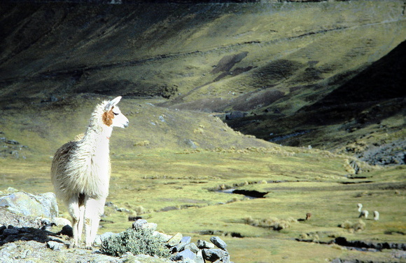 Llama 2, Peru