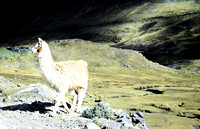 Llama 3, Peru