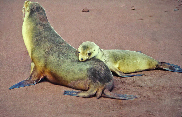 Sea Lion & Pup, Galapagos 1