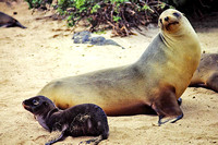 Sea Lion & Pup,  Galapagos 2