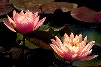 Two Lotus Flowers